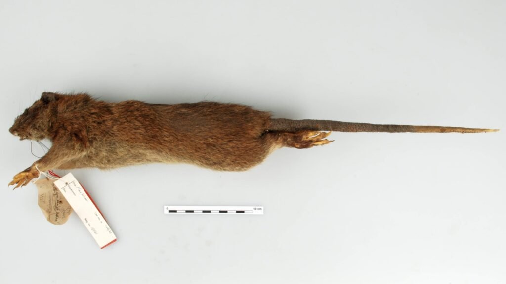 Papagomys armandvillei. 