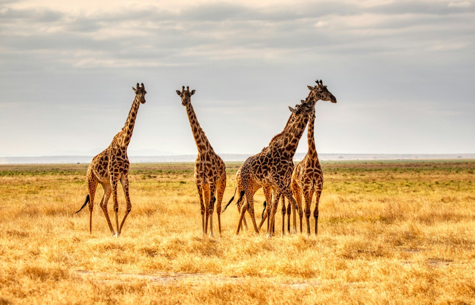 Vanishing Giants: Why Giraffes Are Now Listed as Vulnerable