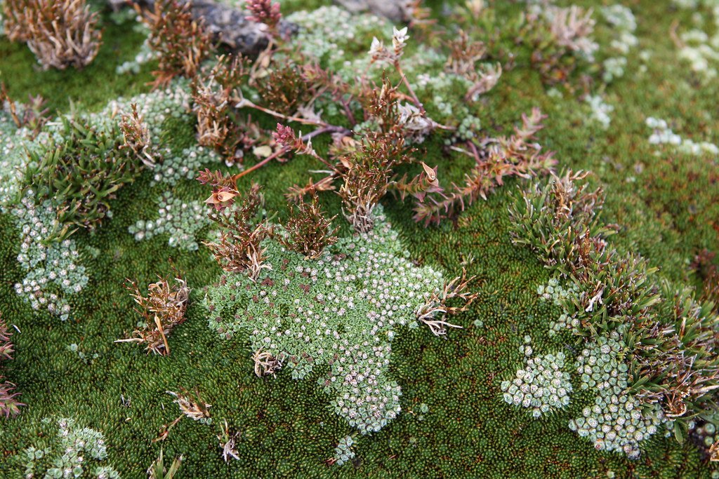 Cushion Plants.
