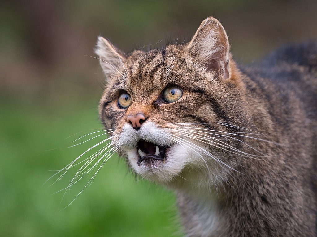 Scottish wildcat.