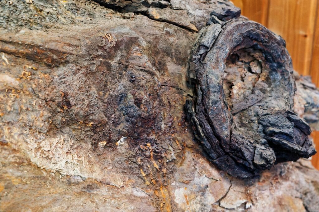 A close up of a rock with a wood fence in the background