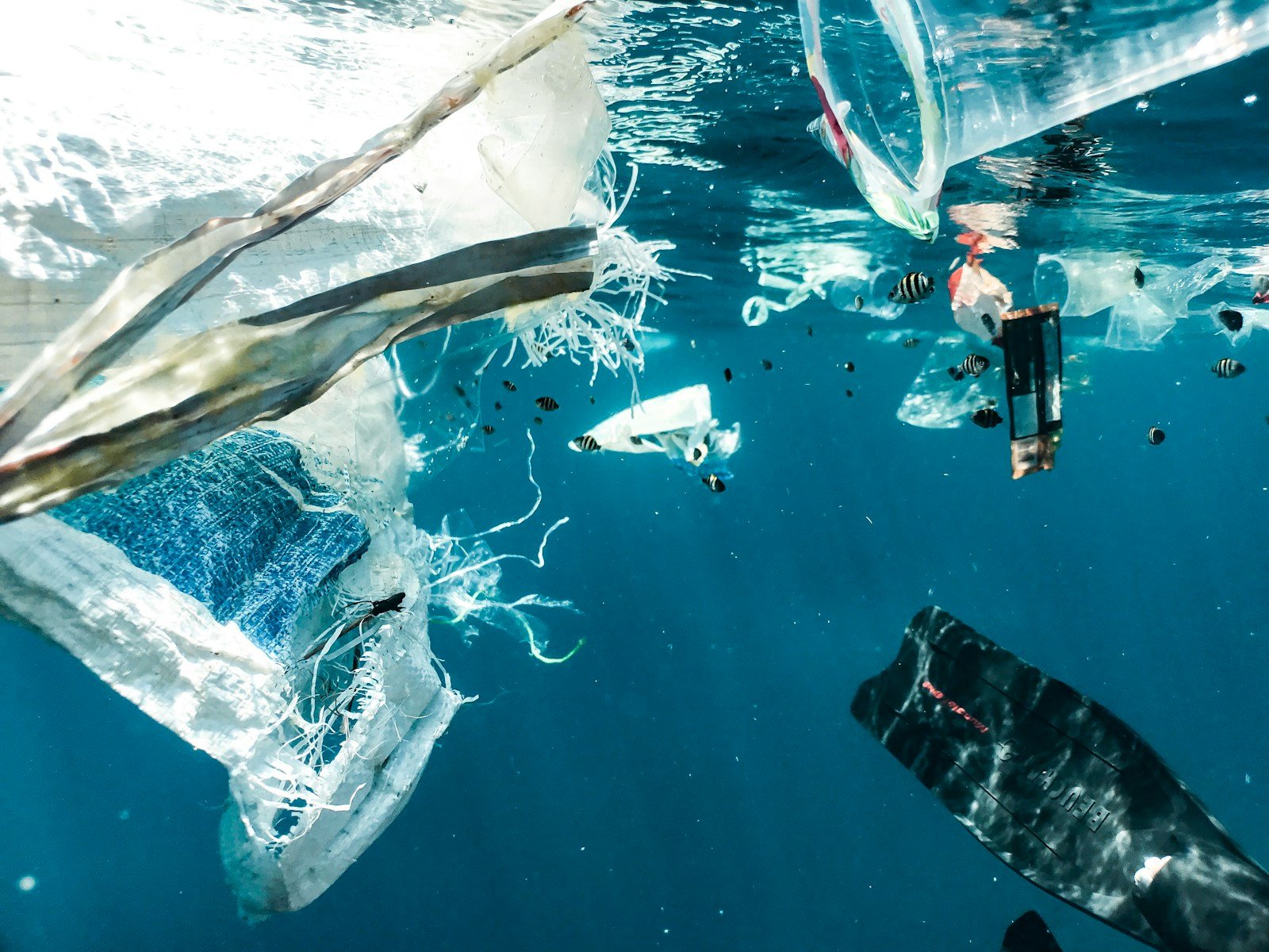 Plastic-Eating Enzymes and Ocean Pollution: Science’s Next Big Cleanup Crew?