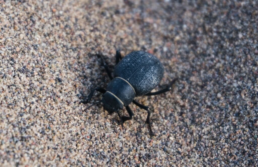 Desert beetle crawling on a sandy surface.