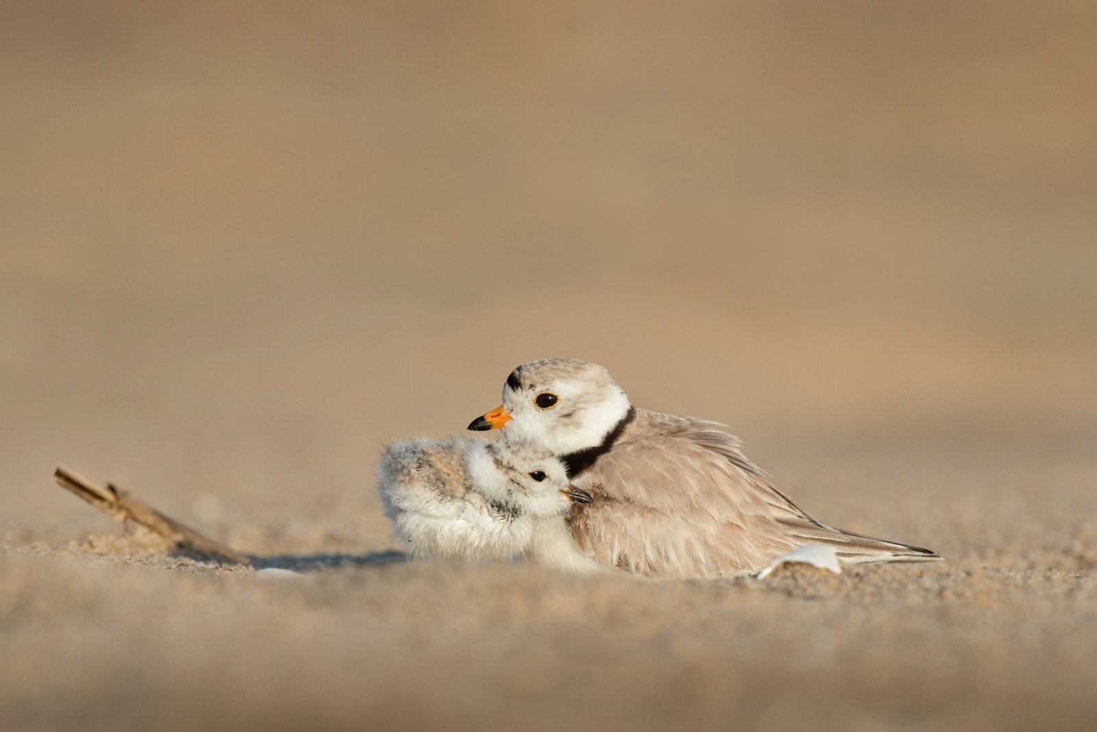 Why Do Some Animals Abandon Their Young?