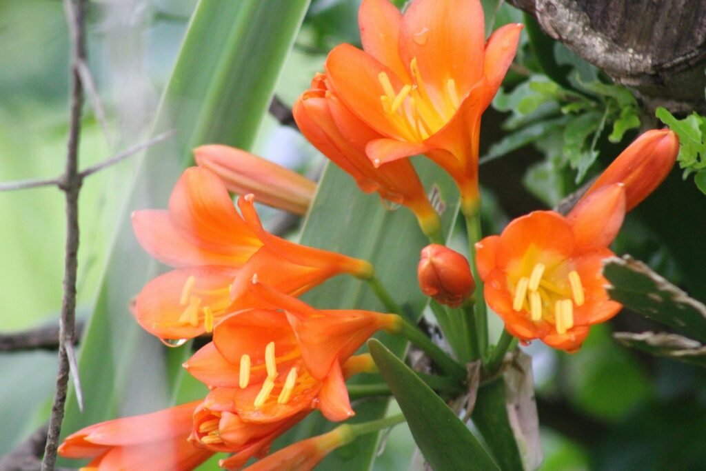 A bunch of orange flowers growing on a tree