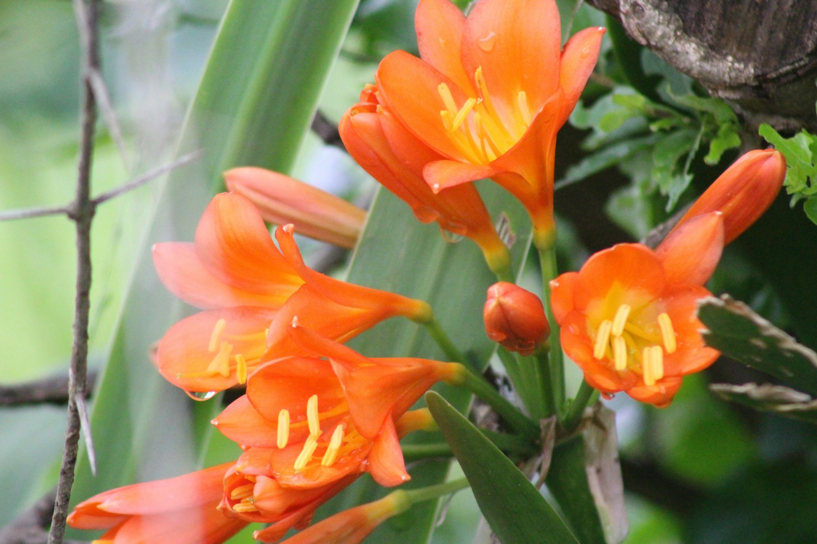 The Ancient Pharmacies of the Amazon: How Indigenous Plants Treat Modern Ills