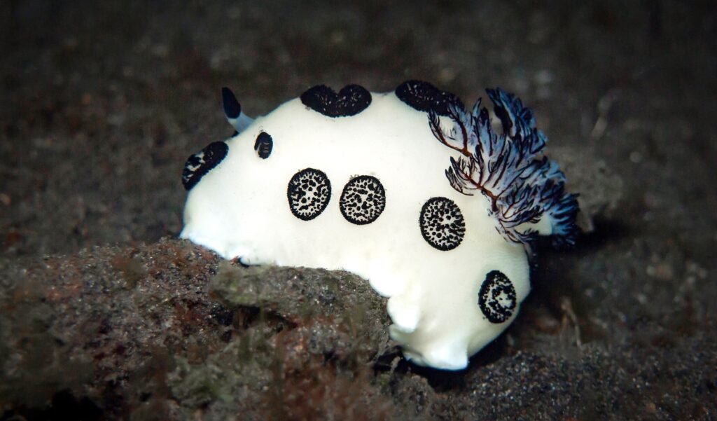 Black-and-white sea slug.