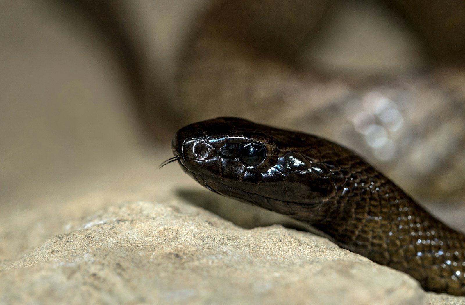 The Australian Inland Taipan Is the World’s Most Venomous Snake — And Also Very Shy