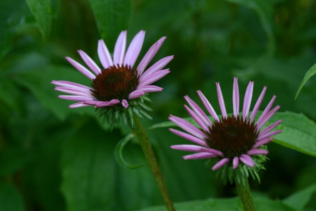 a couple of purple flowers
