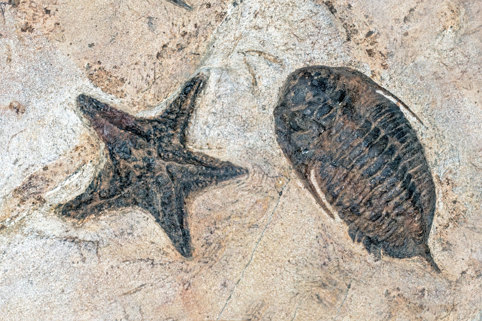 6 Weird Fossils Found in Pennsylvania That Still Puzzle Scientists