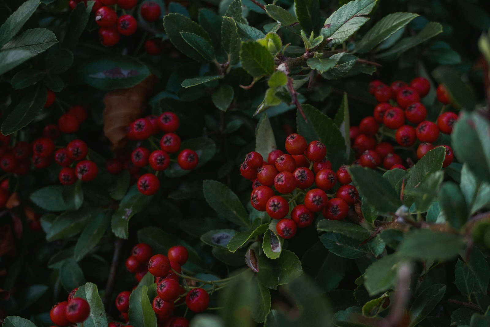 Skip the Japanese Barberry: Try These Colorful Native Shrubs Instead