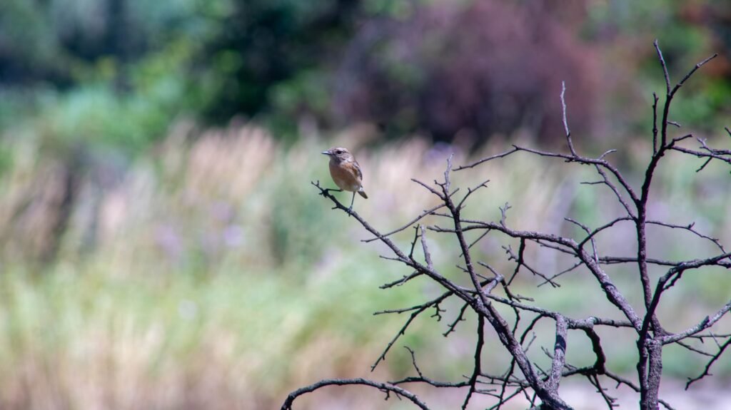 a small bird perched on top of a tree branch