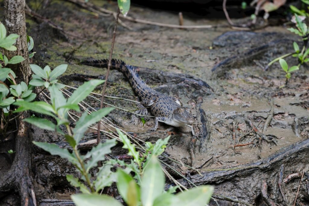 Crocodile hatchling on a muddy ground.