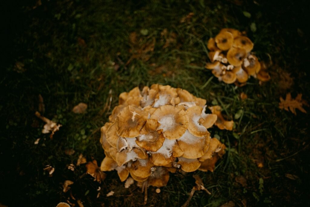 a bunch of mushrooms that are on the ground