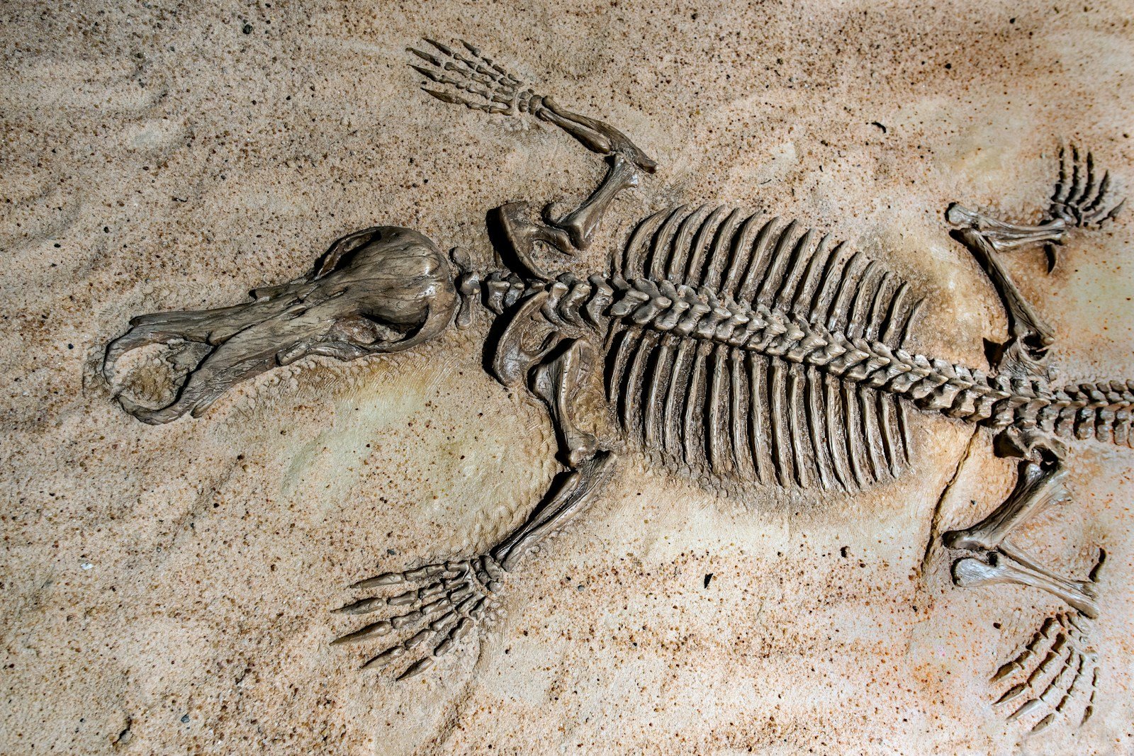 5 Times Florida’s Fossils Revealed a Different Ancient Past