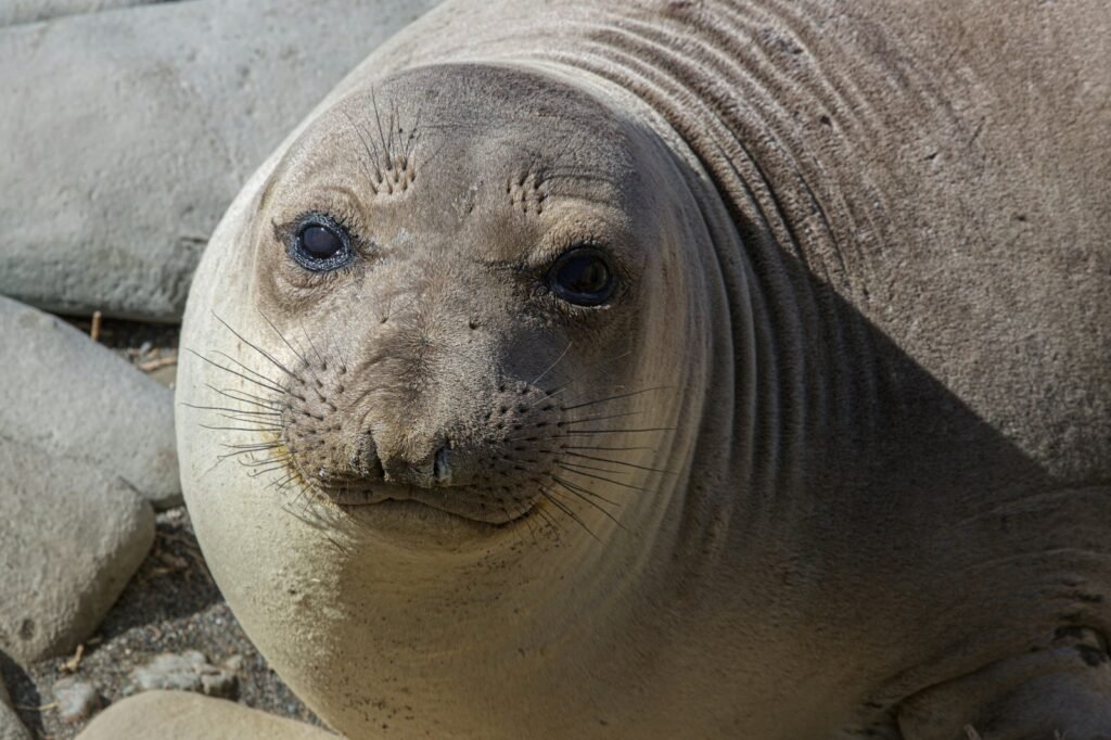 A close up of a seal on a rocky beach