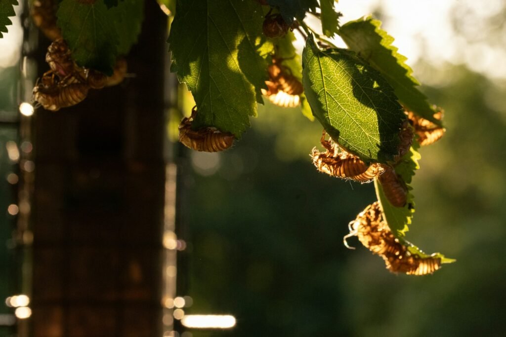 Cicadas hanging from a vine.