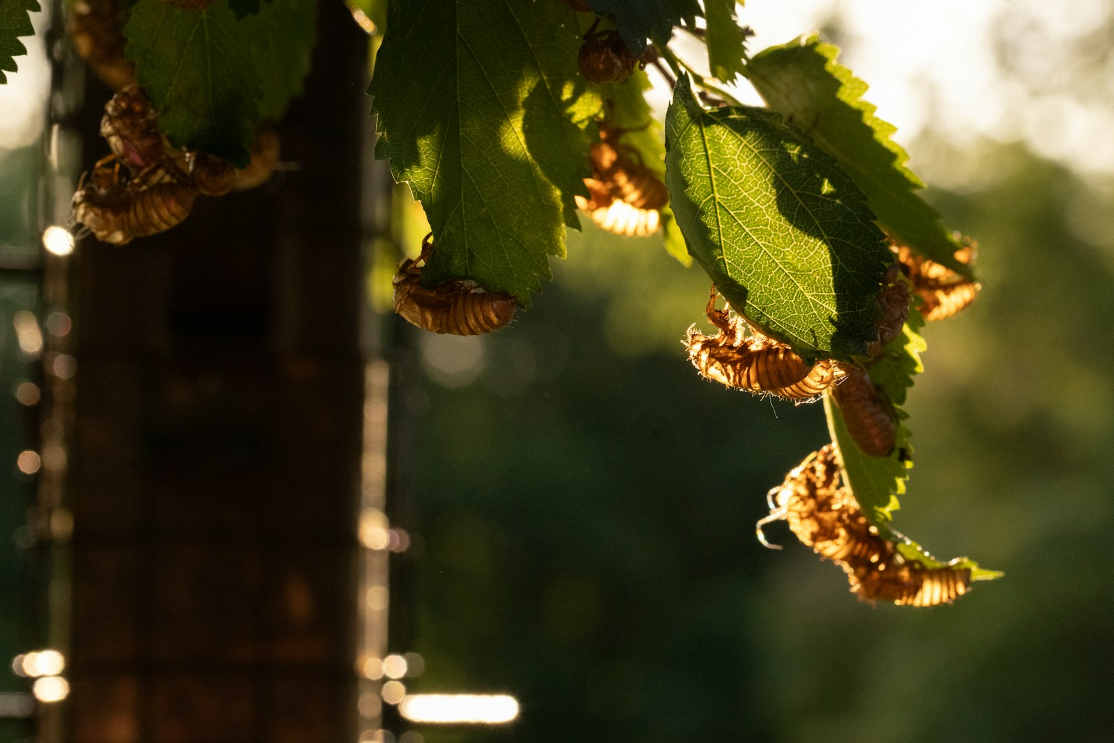 Why Illinois Cicadas Just Can’t Keep It Down Every 17 Years