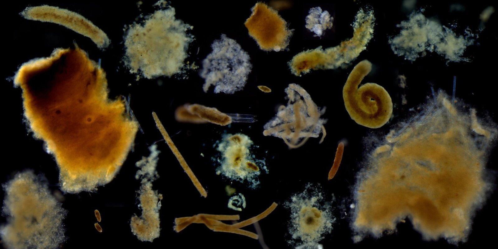 Can Dead Plankton Save the Planet? Groundbreaking Study Reveals Ocean’s Role in Carbon Storage