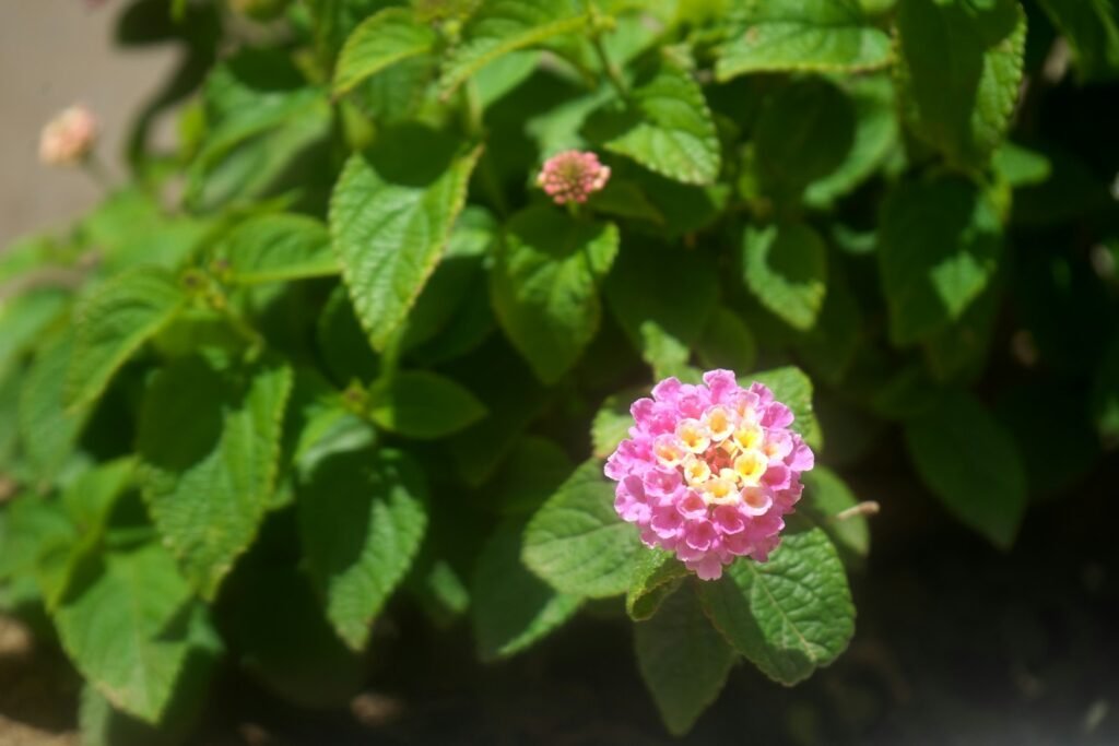 a pink flower with yellow center surrounded by green leaves