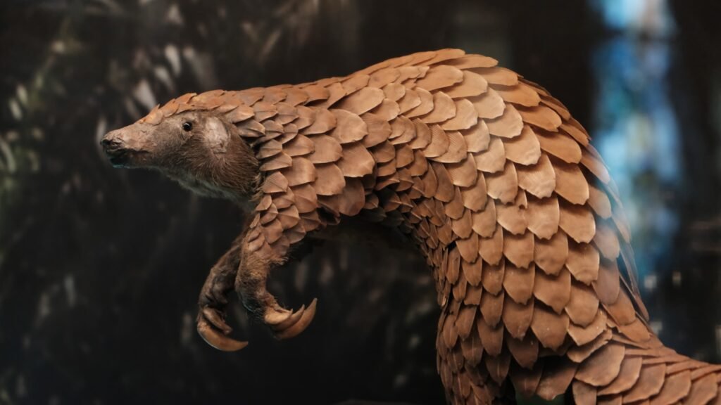 brown and white spotted pangolin