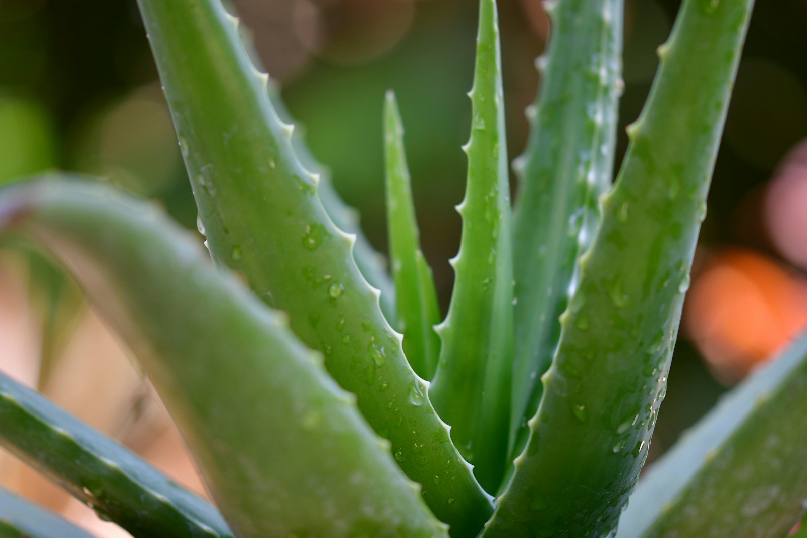 How Did They Know? Folk Remedies That Science Has Only Recently Proven