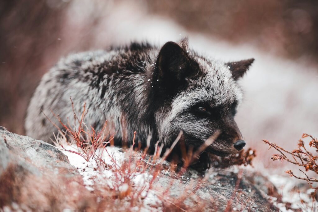 a black and gray wolf laying on a rock