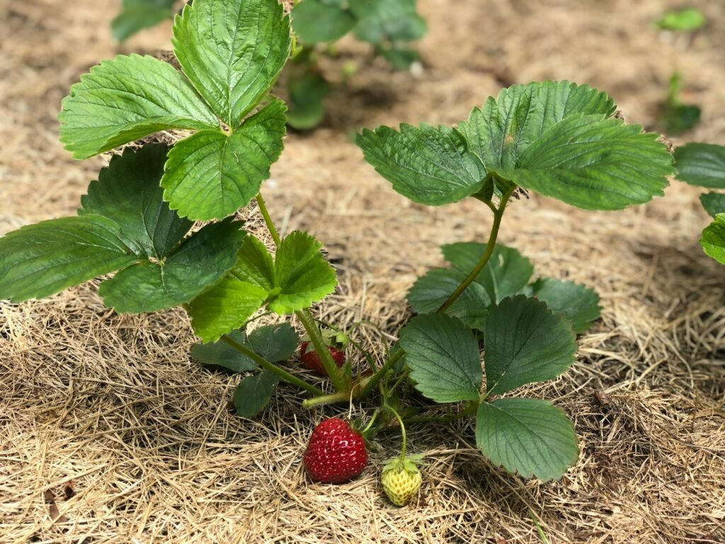 a strawberry plant with green leaves and red berries