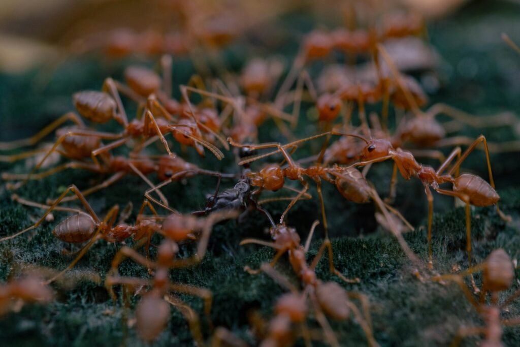 a close up of some ants