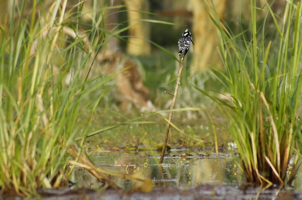 black and white butterfly on green grass during daytime