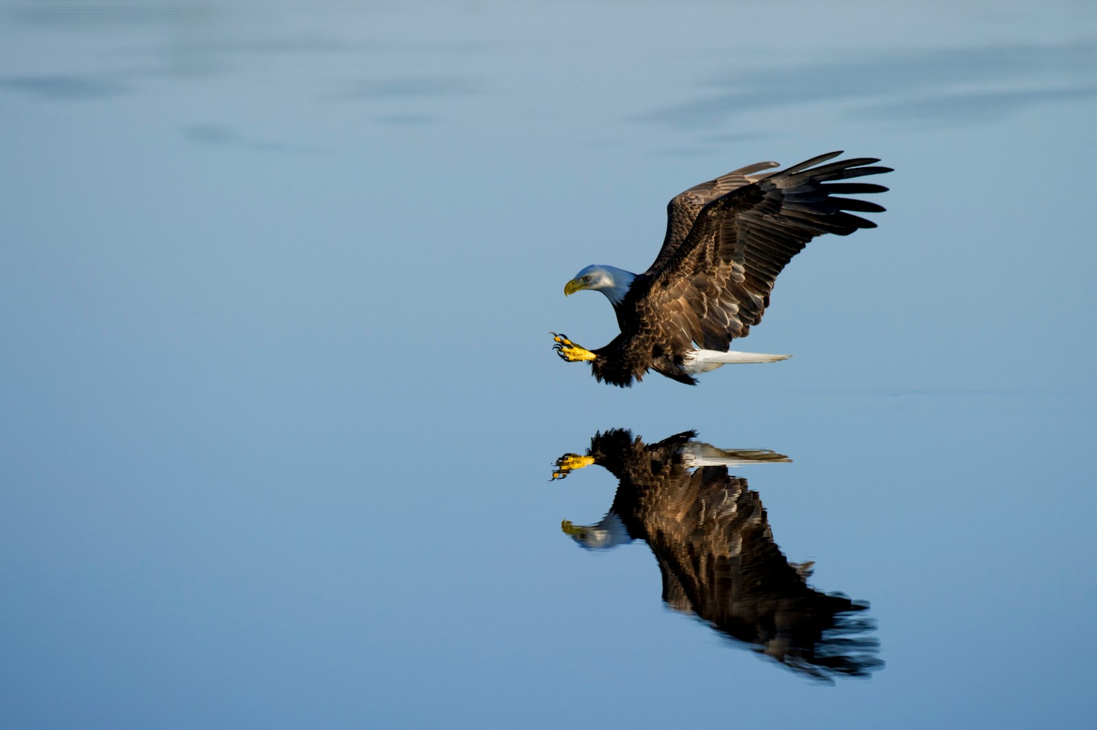 The Thunderbird Sightings of Tucson: When Mythology and Ornithology Collide