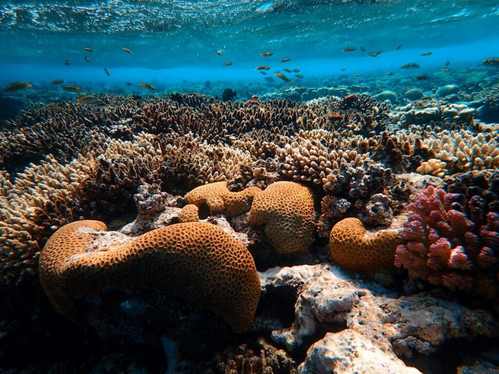 brown coral reef in sea