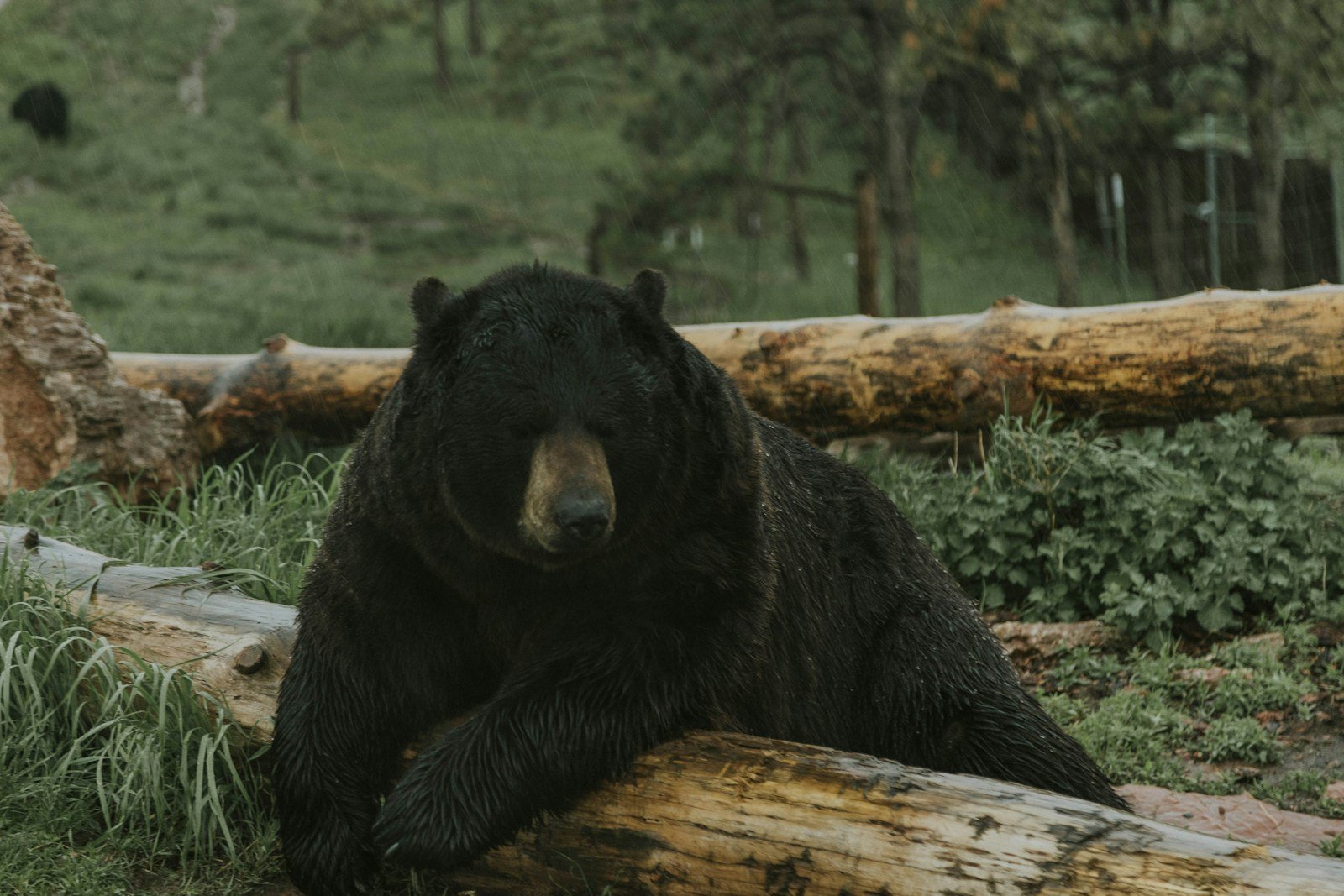 A Bear’s Safe Place in Romania: The Libearty Sanctuary That’s Changing Lives