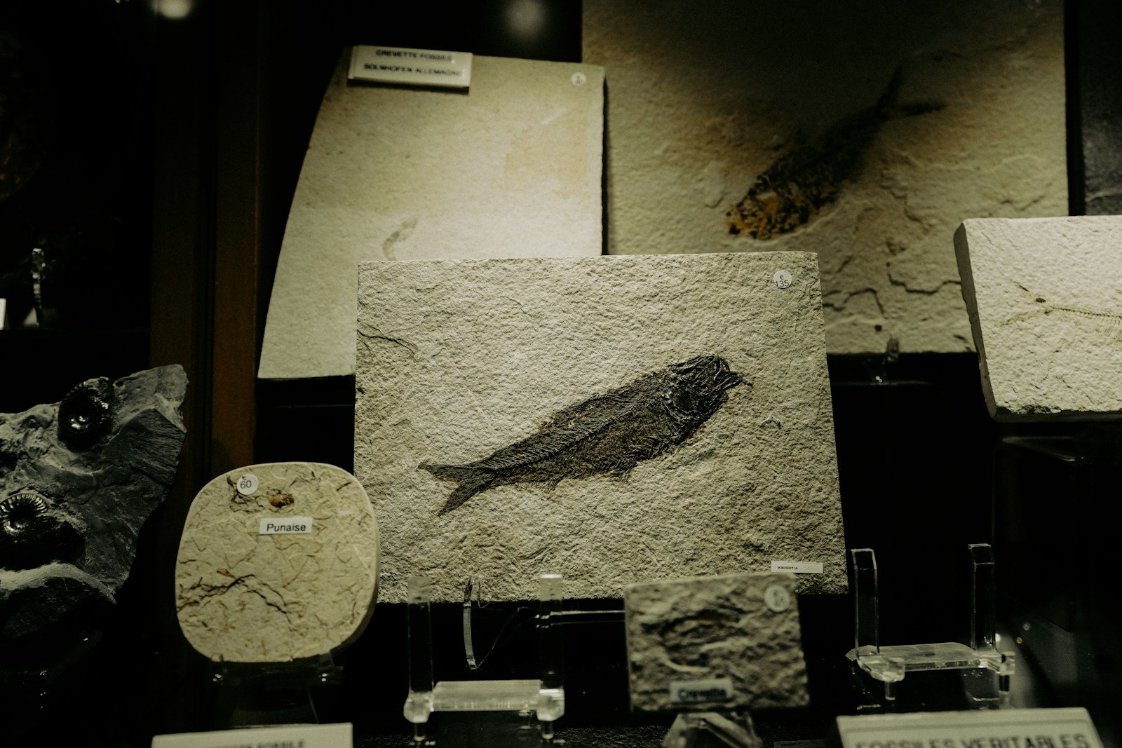 The Megalake Beneath Alice Springs: Fossil Fish in the Middle of the Outback