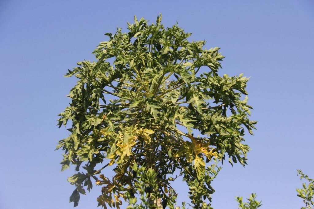 Ailanthus altissima.