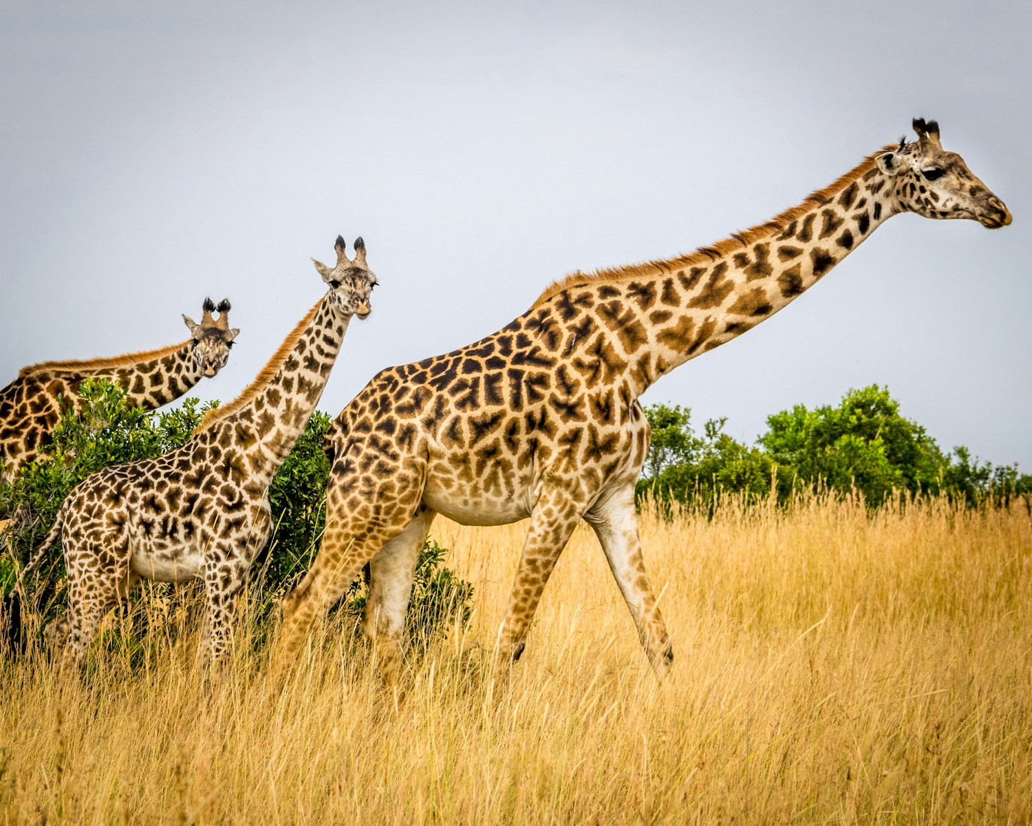 Silent Conversations: How Giraffes “Hum” to Communicate at Night