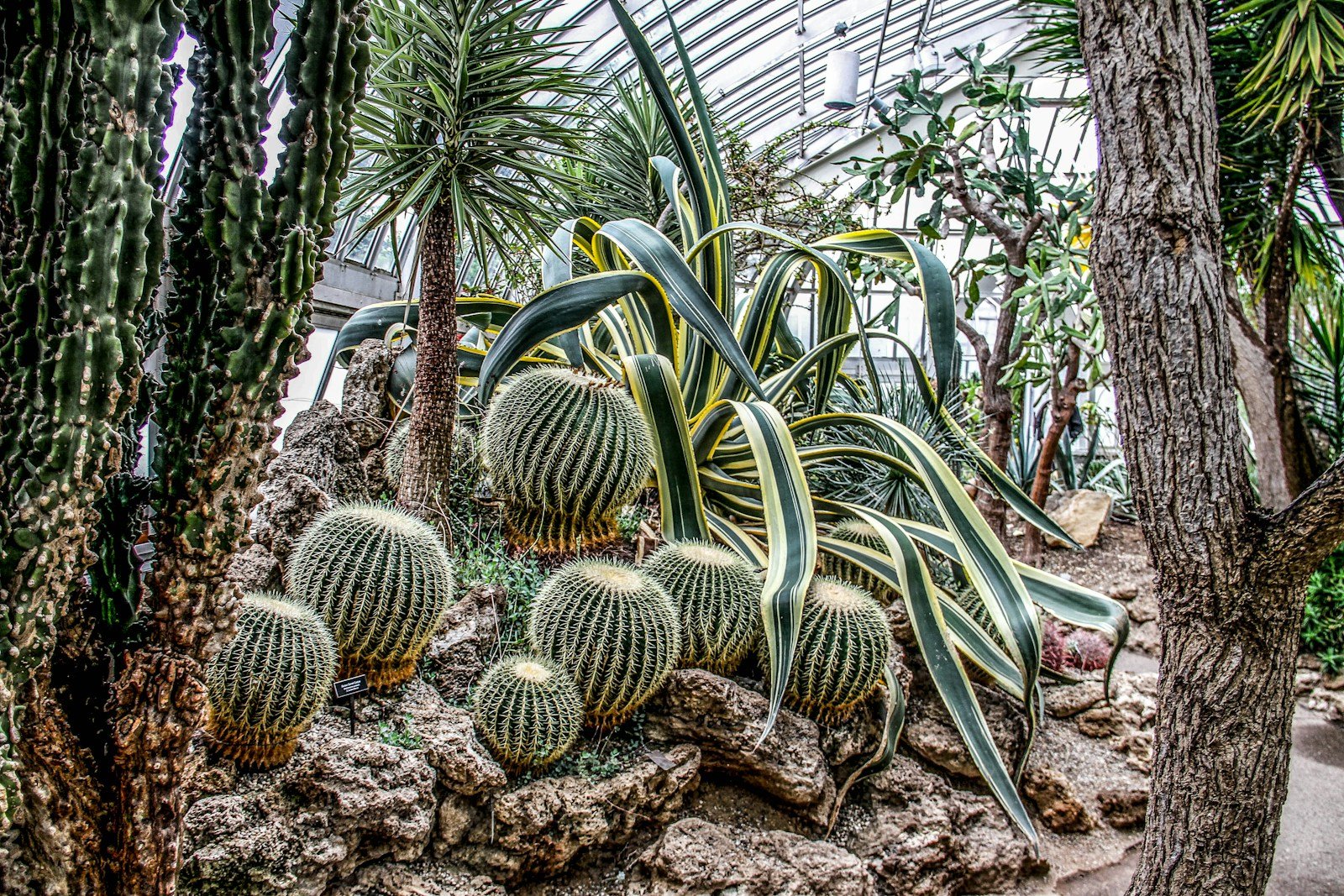 Unpacking the Past: How Global Trade Introduced North America’s Most Aggressive Plants