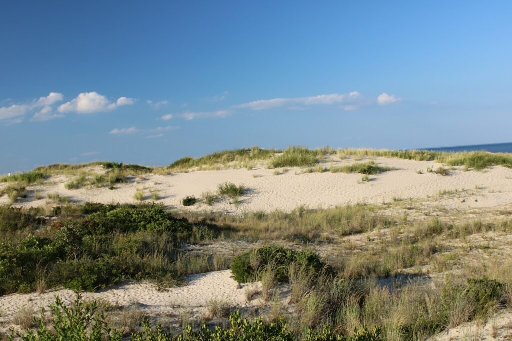 a sandy beach with grass and bushes on it