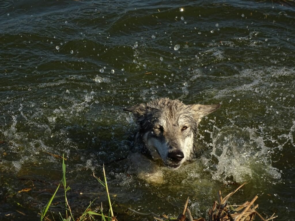 a dog in the water