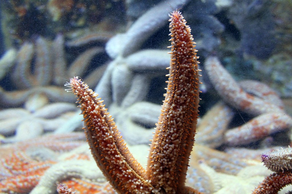 Starfish arms.