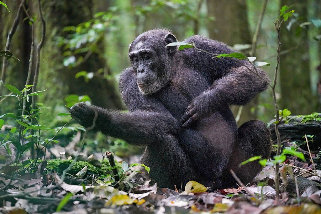Alpha male chimpanzee checking his arm at Kibale forest National Park
