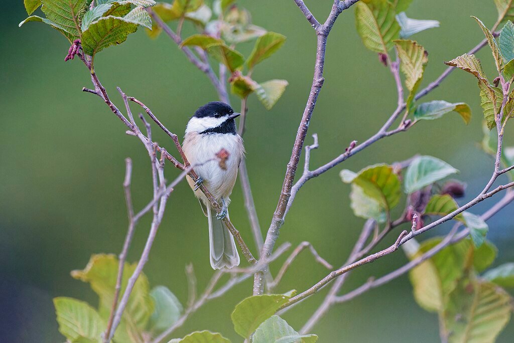 Black-capped chickadee on a tree