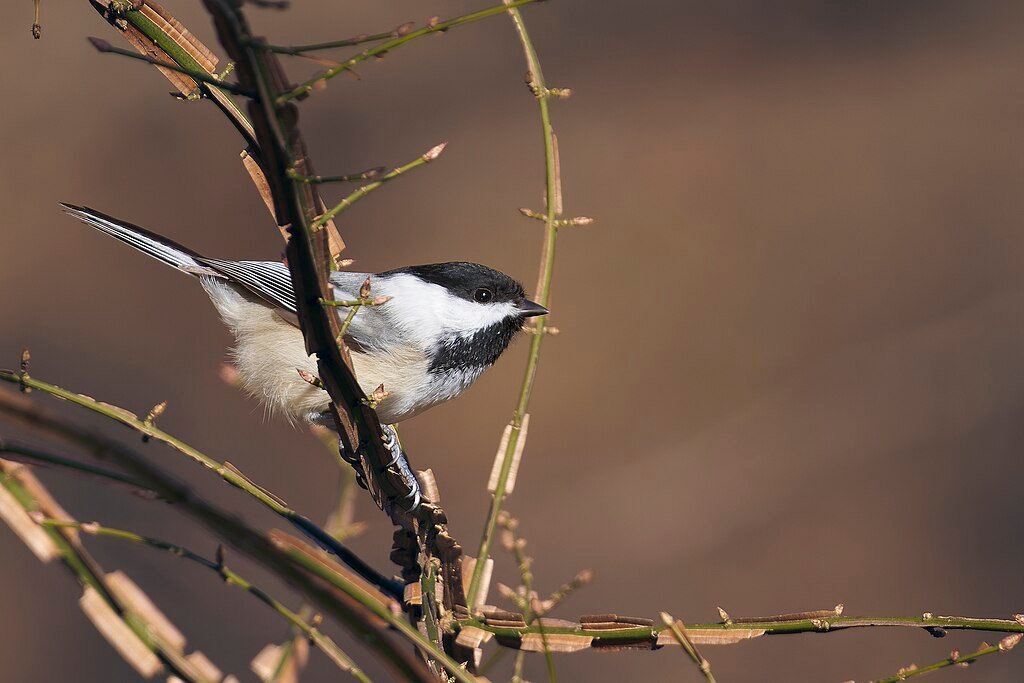 Black-capped chickadee on a small tree branch