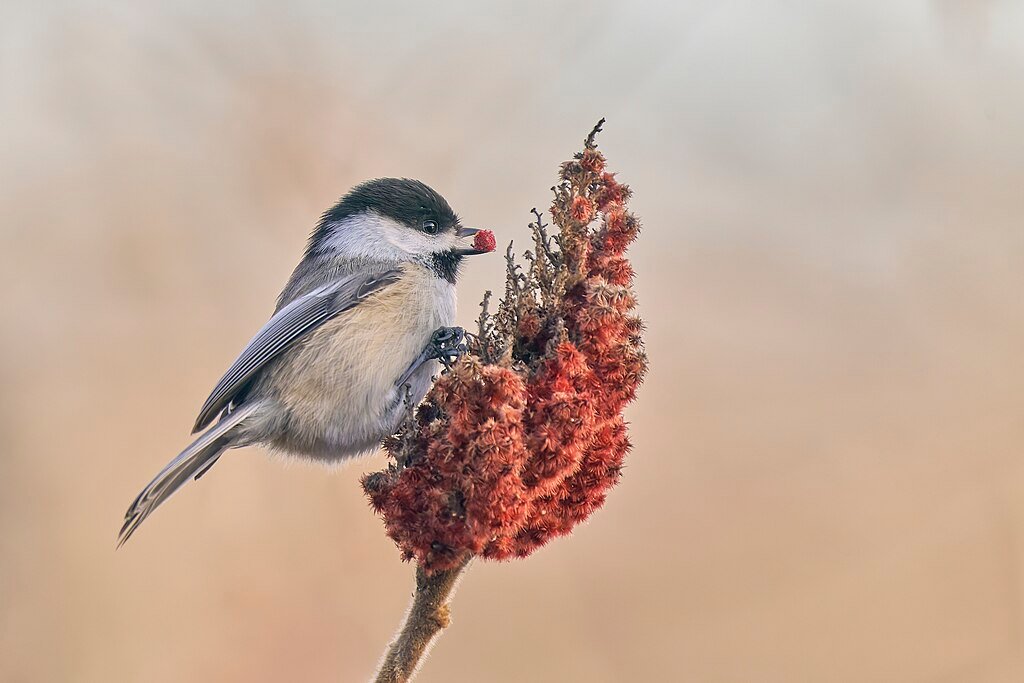 Black-capped chickadee on a flower