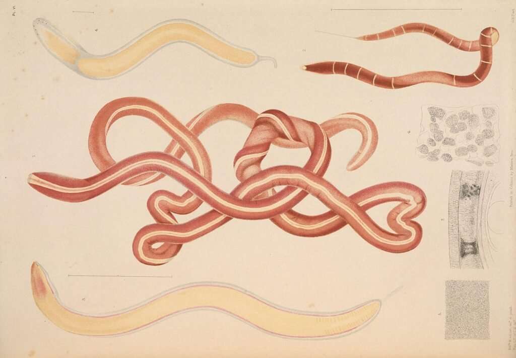 A monograph of the British marine annelids