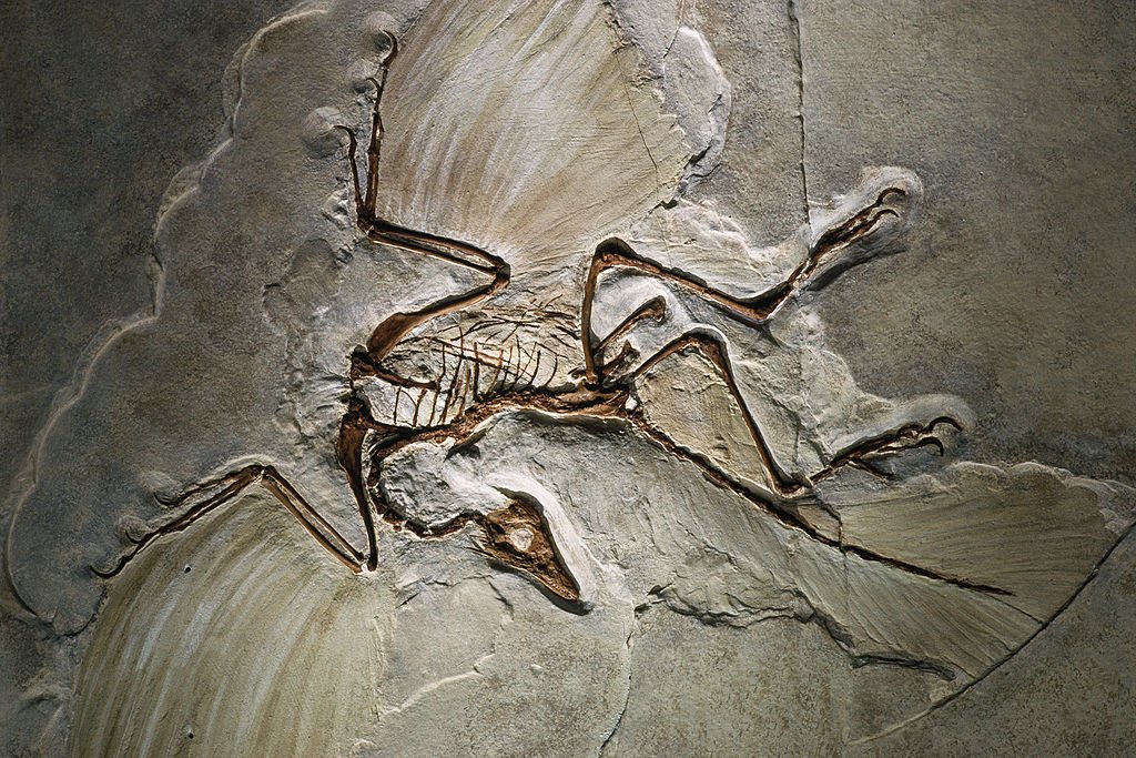 Fossil of Archaeopteryx lithographica