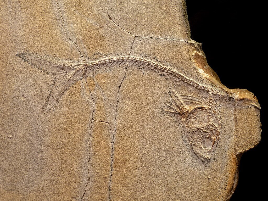 Tharsis sp. fossil display in the museum