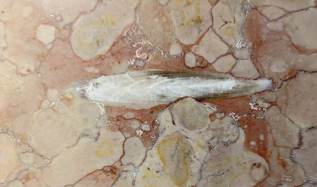Belemnite in sezione