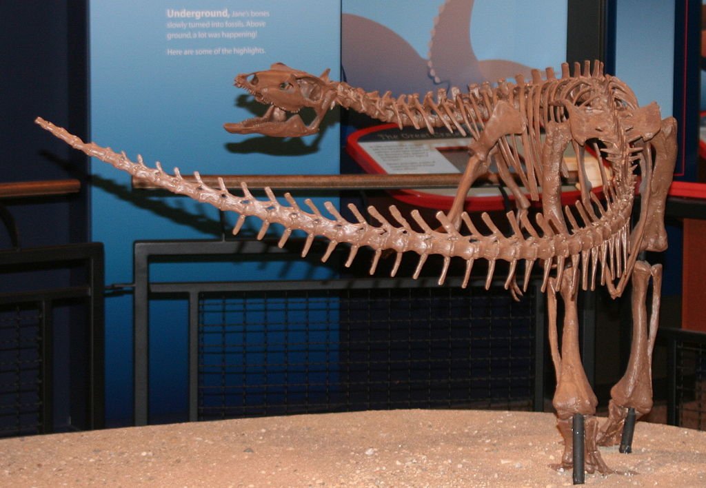 A Thescelosaurus at the Burpee Museum of Natural History