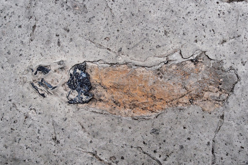 Devonian lungfish fossil